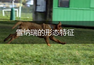 雪纳瑞的形态特征