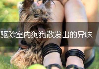 驱除室内狗狗散发出的异味