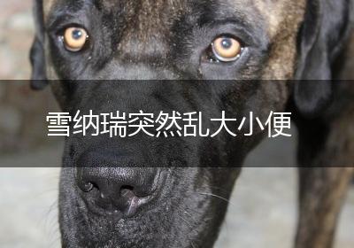 雪纳瑞突然乱大小便