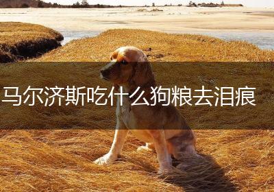 马尔济斯吃什么狗粮去泪痕