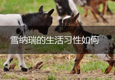 雪纳瑞的生活习性如何