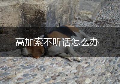高加索不听话怎么办