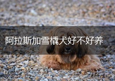 阿拉斯加雪橇犬好不好养