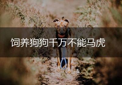 饲养狗狗千万不能马虎