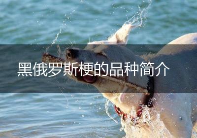 黑俄罗斯梗的品种简介