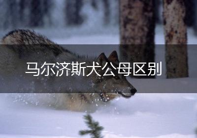 马尔济斯犬公母区别