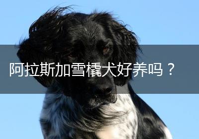 阿拉斯加雪橇犬好养吗？