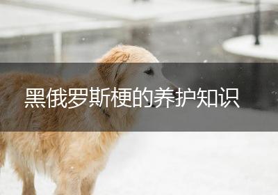 黑俄罗斯梗的养护知识