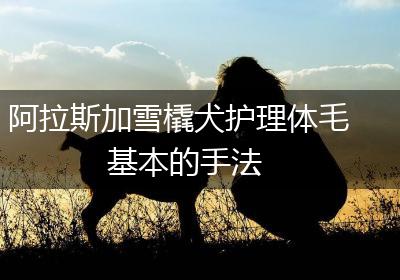 阿拉斯加雪橇犬护理体毛基本的手法