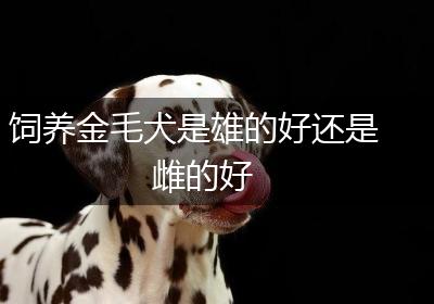 饲养金毛犬是雄的好还是雌的好