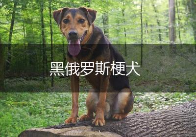 黑俄罗斯梗犬