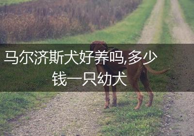 马尔济斯犬好养吗,多少钱一只幼犬
