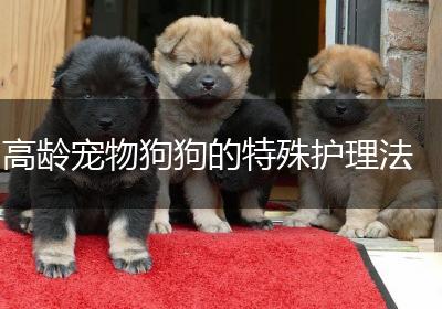 高龄宠物狗狗的特殊护理法