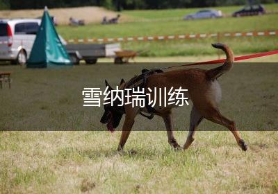 雪纳瑞训练