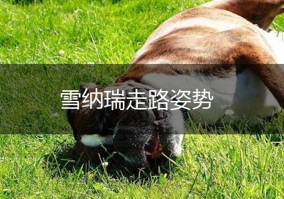 雪纳瑞走路姿势