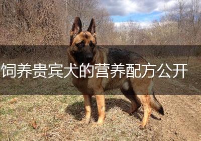 饲养贵宾犬的营养配方公开