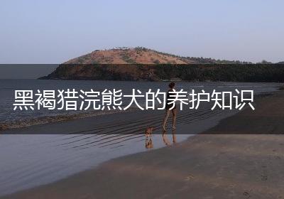黑褐猎浣熊犬的养护知识