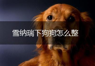 雪纳瑞下狗狗怎么整