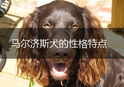 马尔济斯犬的性格特点