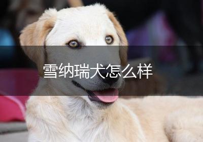雪纳瑞犬怎么样