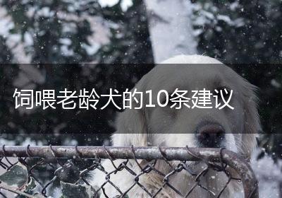 饲喂老龄犬的10条建议