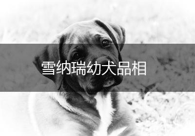 雪纳瑞幼犬品相