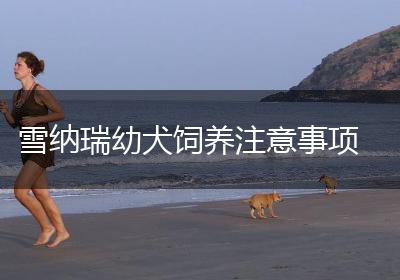 雪纳瑞幼犬饲养注意事项