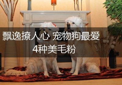 飘逸撩人心 宠物狗最爱4种美毛粉