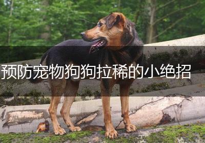 预防宠物狗狗拉稀的小绝招