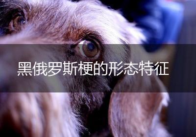 黑俄罗斯梗的形态特征