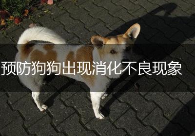 预防狗狗出现消化不良现象