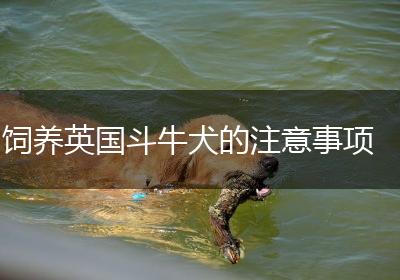 饲养英国斗牛犬的注意事项