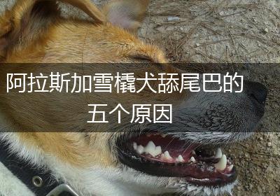 阿拉斯加雪橇犬舔尾巴的五个原因