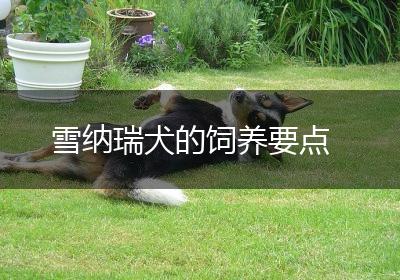 雪纳瑞犬的饲养要点