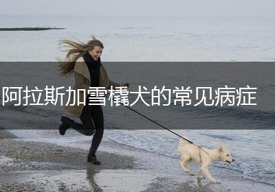 阿拉斯加雪橇犬的常见病症