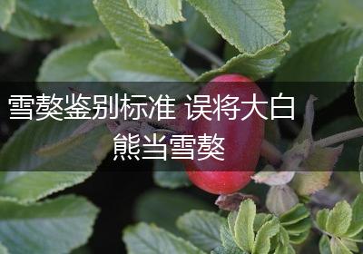 雪獒鉴别标准 误将大白熊当雪獒