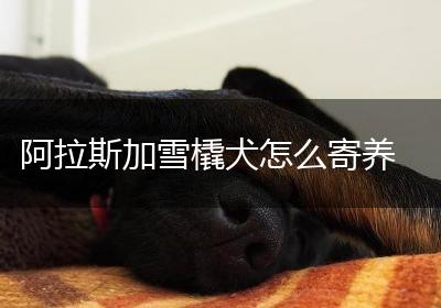阿拉斯加雪橇犬怎么寄养