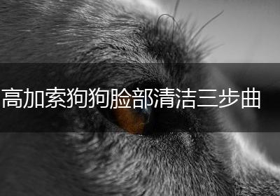 高加索狗狗脸部清洁三步曲