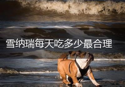 雪纳瑞每天吃多少最合理