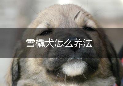 雪橇犬怎么养法
