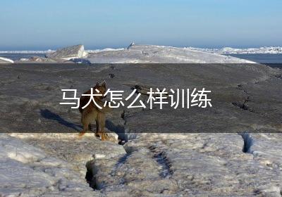 马犬怎么样训练