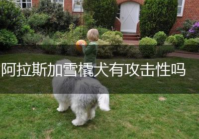 阿拉斯加雪橇犬有攻击性吗