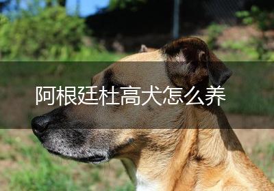 阿根廷杜高犬怎么养