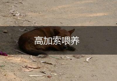 高加索喂养