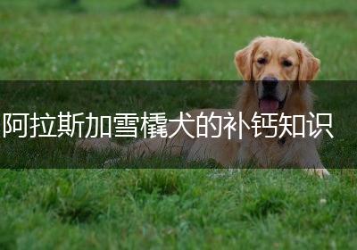 阿拉斯加雪橇犬的补钙知识