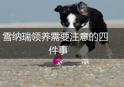 雪纳瑞领养需要注意的四件事