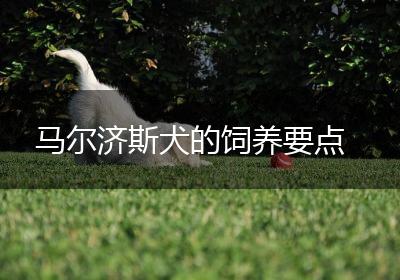 马尔济斯犬的饲养要点