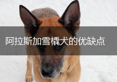 阿拉斯加雪橇犬的优缺点