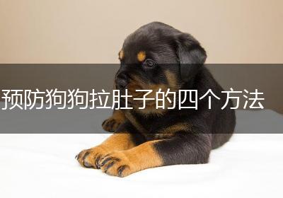 预防狗狗拉肚子的四个方法