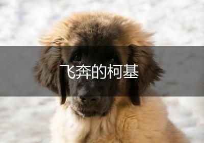 飞奔的柯基